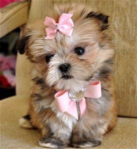 Don't miss what's happening in your neighborhood. 28 best Morkie Puppies images on Pinterest | Morkie ...