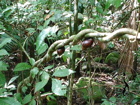 Consequências Provocadas Pelo Alto Grau De Disseminação Deste Caramujo.