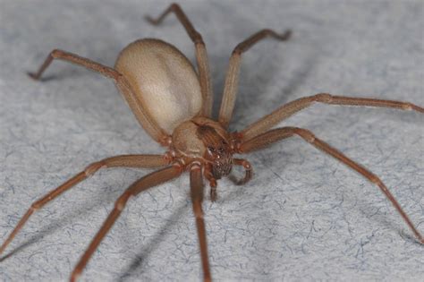 How To Identify Poisonous House Spiders