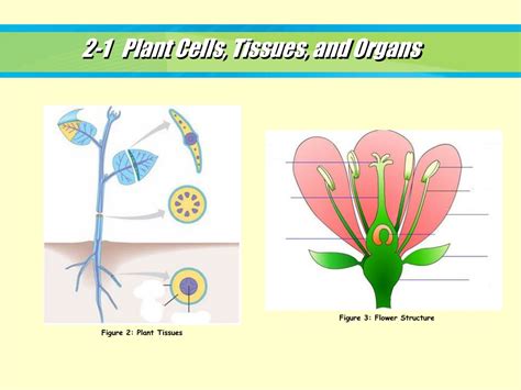 Ppt 2 1 Plant Cells Tissues And Organs Powerpoint Presentation