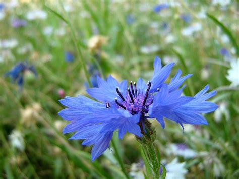 Cornflower Centaurea Cyanus Blue Atanu De Flickr