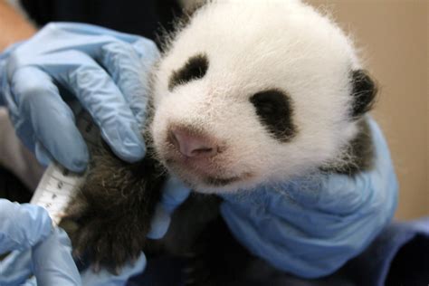 Oct 17 Giant Panda Cub Update Smithsonians National Zoo Flickr