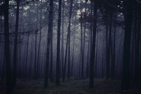 Foggy Forests By Camaryn On Deviantart