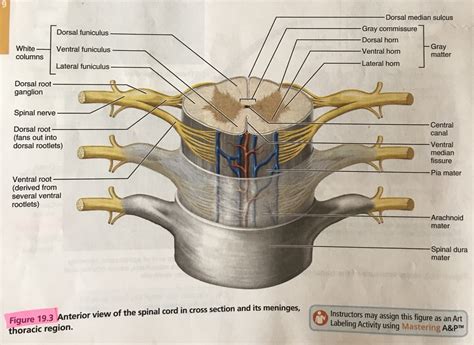 Exercise 19 Labeling Cervical Spinal Cord Diagram Quizlet
