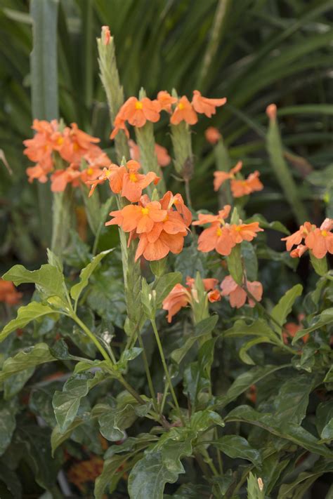 Orange kalanchoe plant for delivery. Orange Marmalade Firecracker Flower - Monrovia - Orange ...