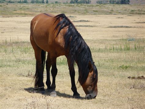 don juan spanish mustang stallion black hills wild horse flickr