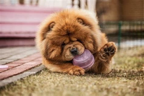 Puppies under the age of 6 months have an adoption fee of $600. Top 25 Big Fluffy Dog Breeds