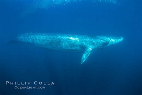 Fin Whale Underwater Balaenoptera Physalus 27595