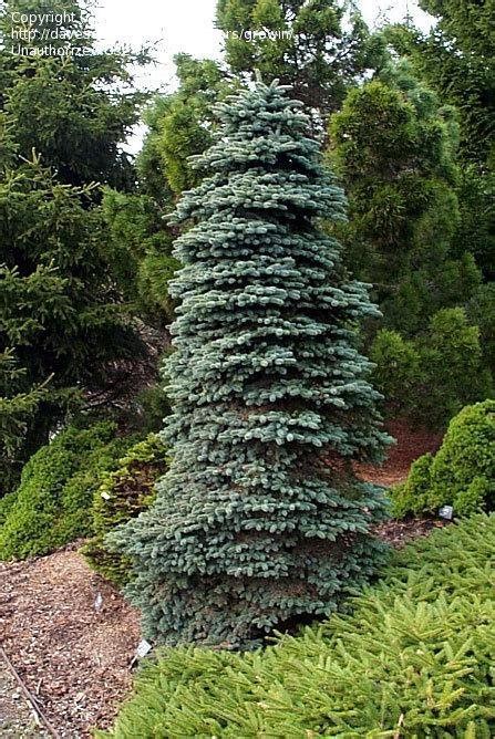 It can grow in nearly any soil type as long as it has good drainage. PlantFiles Pictures: Colorado Spruce, Blue Spruce 'Nana ...