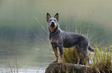 Blue Heeler Breed Information Guide Photos Traits And Care Bark Post