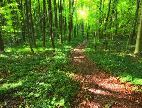 A Photo Of Forest Beauty In Lush Green — Stock Photo © Dhoxax 6545686