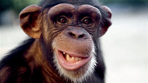 Bbc Radio 4 Natural Histories Monkeys And Apes 10 Things You