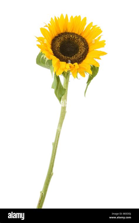 Sunflower With White Background Stock Photo Alamy