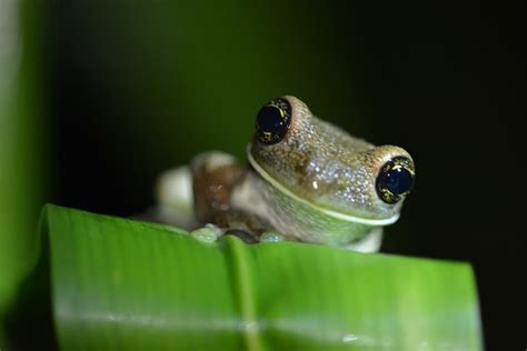 Leap Into World Frog Day At The Detroit Zoo Royal Oak Mi Patch