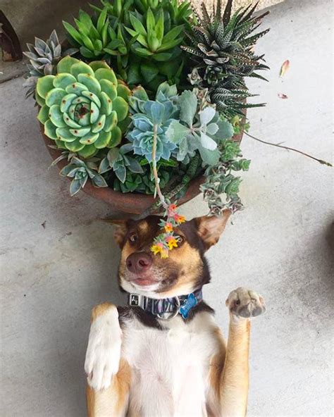 Maybe you would like to learn more about one of these? 15 Houseplants That Are Beautiful AND Safe For Cats And Dogs