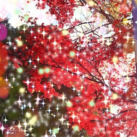 Autumn Leaves Nature Wallpapersc Iphone8plus