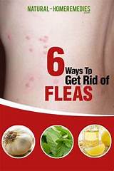 Cheap Home Remedies For Fleas Photos