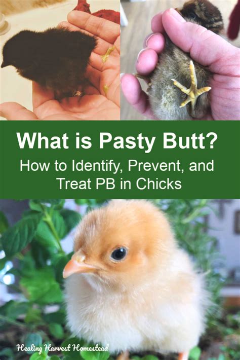 Pasty Butt How To Identify It Treat It And Prevent Pasty Butt All