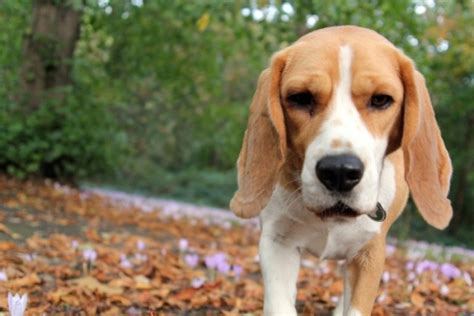 Beagle Adult Dogs Pinterest