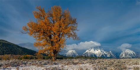 Teton Autumn Color Cottonwood Tree And Teton Range Beautiful Tree