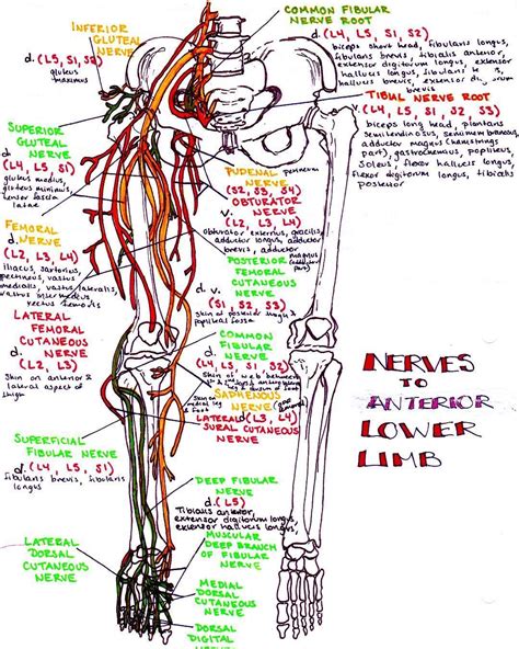 Medicine Notes Medicine Studies Nerve Anatomy Anatomy Study