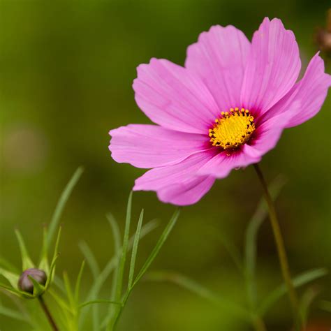 Pink Cosmos Flower Ipad Air Wallpapers Free Download