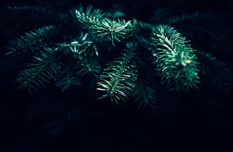 Shallow Focus Photography Spruce Tree Green Digital Plant Dark