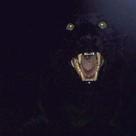 Pin By Brizøn On Night Terror Panther Black Panther Animals
