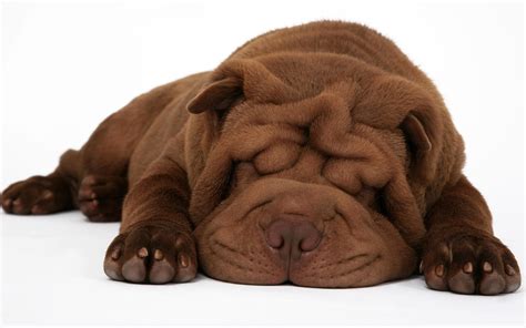 The Chinese Shar Pei 10 Cool Facts Activphy