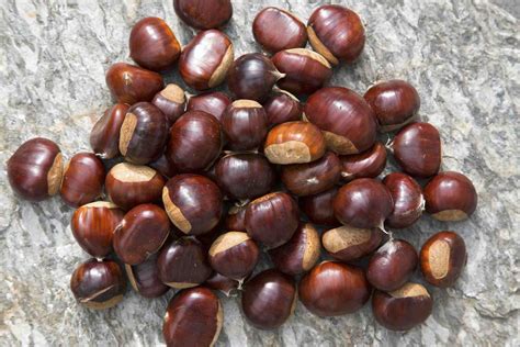 Identify Nuts By Photo
