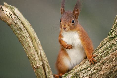 Red Squirrel Roy Dennis Wildlife Foundation