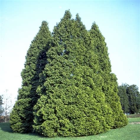 Thuja Occidentalis Pyramidalis Arborvitae Siteone