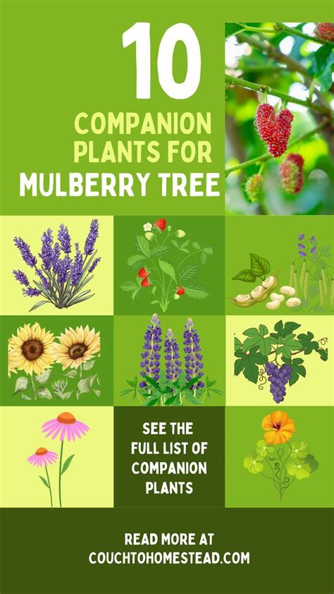 10 Best Companion Plants For Mulberry Trees Companion Planting Fruit Trees Citrus Trees