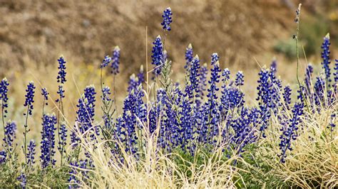 Burnet Bluebonnets Meadow Wallpapers Wallpaper Cave