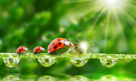 Ladybug Sun Rays Grass Morning Dew Drops Water Wallpaper Hd For Desktop