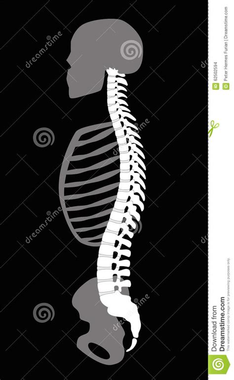 The vertebral column is the defining characteristic of a vertebrate in which the notochord (a flexible rod of uniform. Backbone Skeleton Upper Body Torso Stock Illustration ...