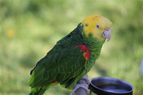 Green And Yellow Parrot Photograph By Theresa Campbell