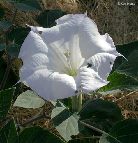 datura wrightii sacred thorn apple go botany