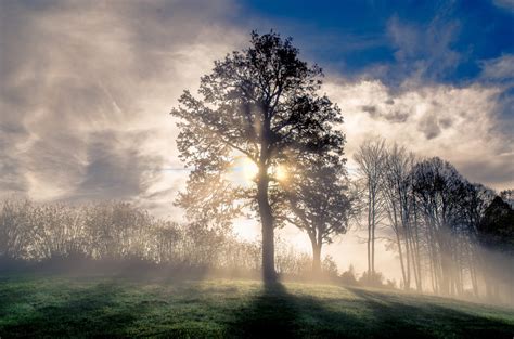 Free Images Fog Sky Nature Tree Woody Plant Morning Dawn Cloud