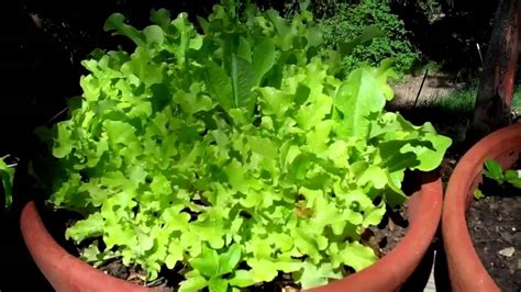 Vegetable Container Gardening Ideas Youtube