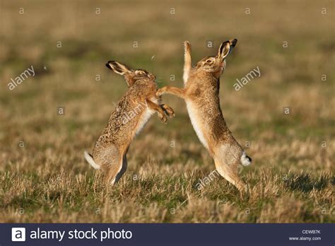 Pair Of Brown Hares Lepus Europaeus Boxing With Fur Flying Norfolk
