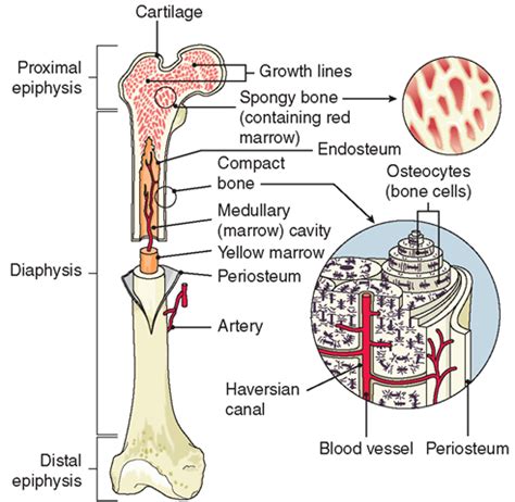 Chapter 15 bone modeling and remodeling. bone composition - brian ramirez