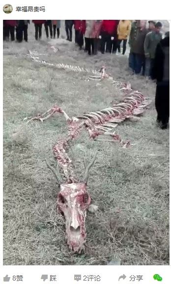 A Mysterious Dragon Skeleton Discovered In China Unsolved Mysteries