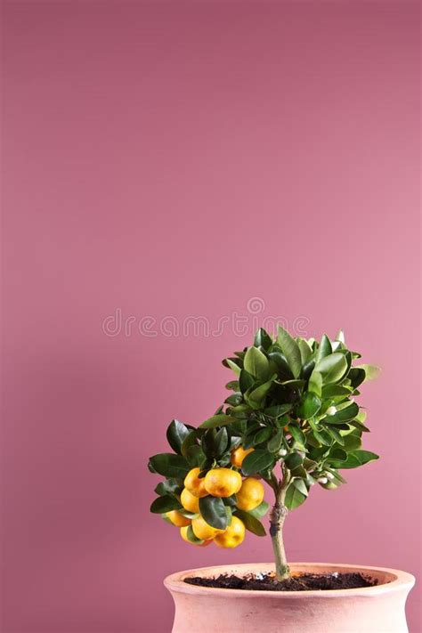 Citrus Tree Stock Image Image Of Food Plant Beauty 5552407
