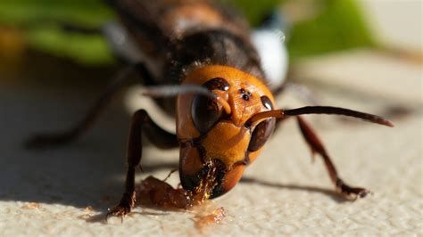 The Murder Hornet Is Getting A New Name The New York Times