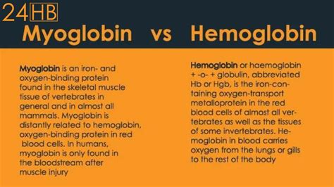 Myoglobin Vs Hemoglobin A Quick Difference And Comparison 24hb Youtube