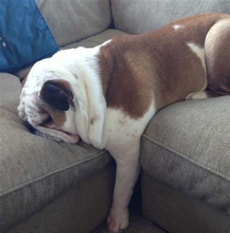 18 Hilarious Photos That Prove English Bulldogs Can Sleep Absolutely