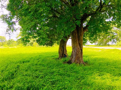 Sri Lanka Nature Rice Paddy Road Trees Photography Green