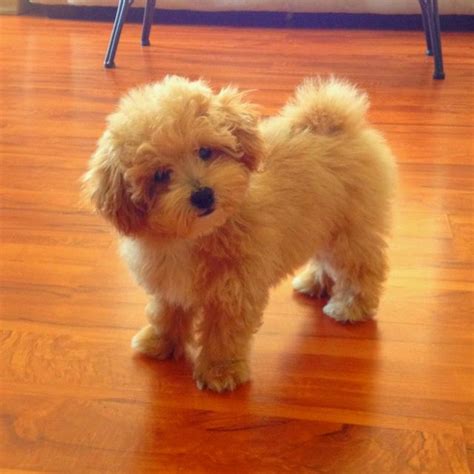 Abby ♥ The Poochon Cute Dogs Baby Dogs Poochon Dog