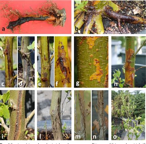 Figure 1 From Phytophthora Cinnamon Causing Stem Canker And Root Rot Of